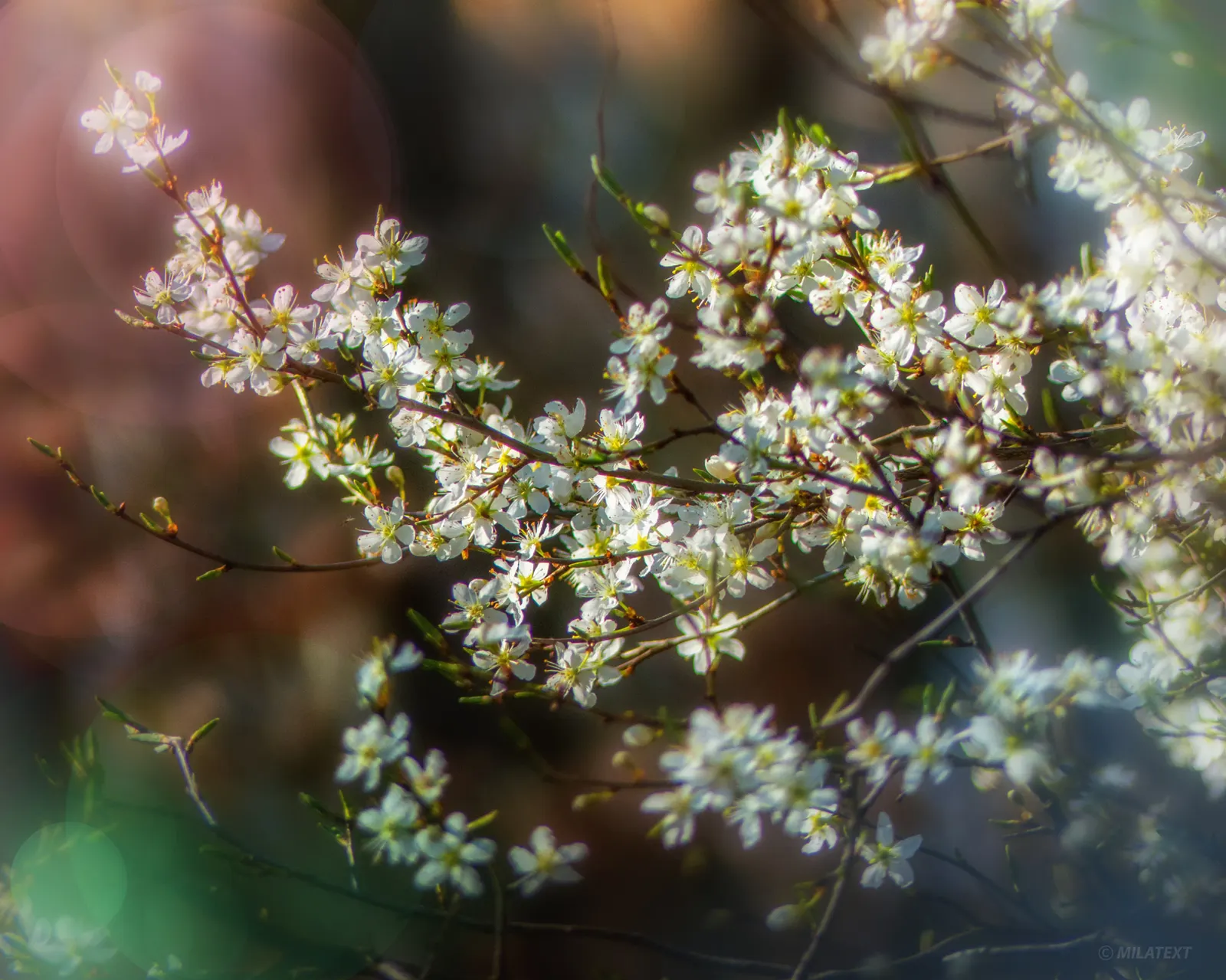 Canadian Serviceberry (Amelanchier Canadensis) — It typically reaches a mature height of 15 to 25 feet with a similar spread