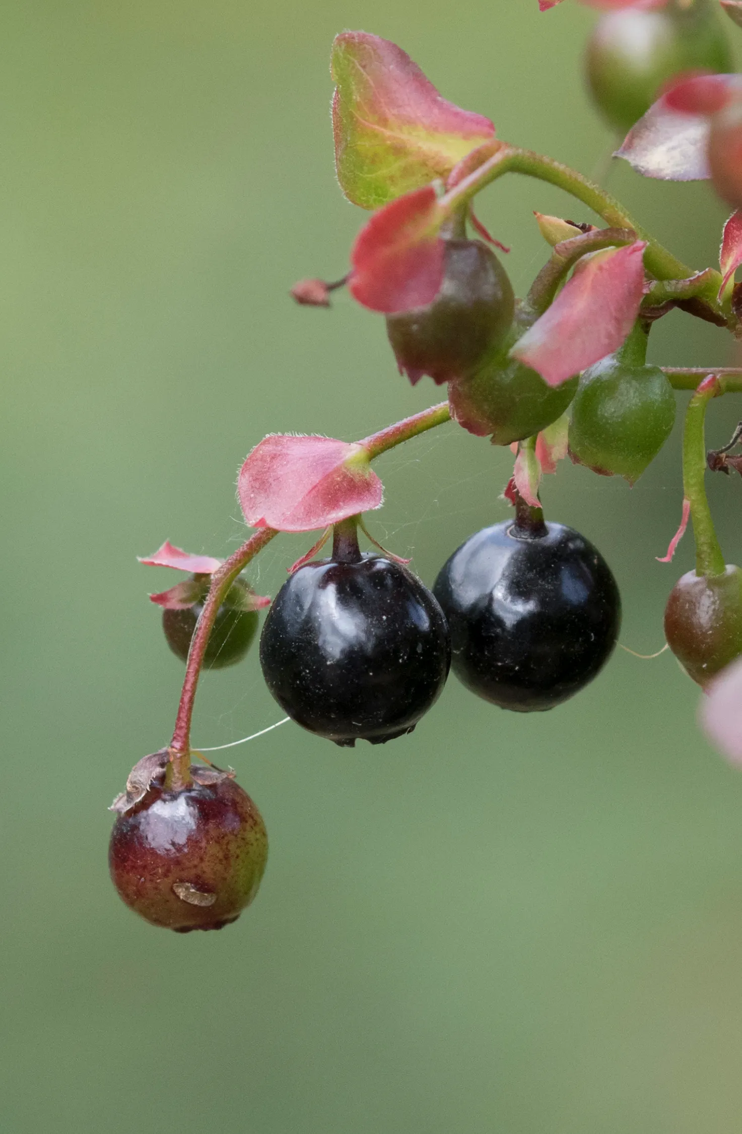 Canadian Serviceberry (Amelanchier Canadensis) — downy texture and a bronze tint before maturing to a medium green in summer; it is hardy in USDA, image 65