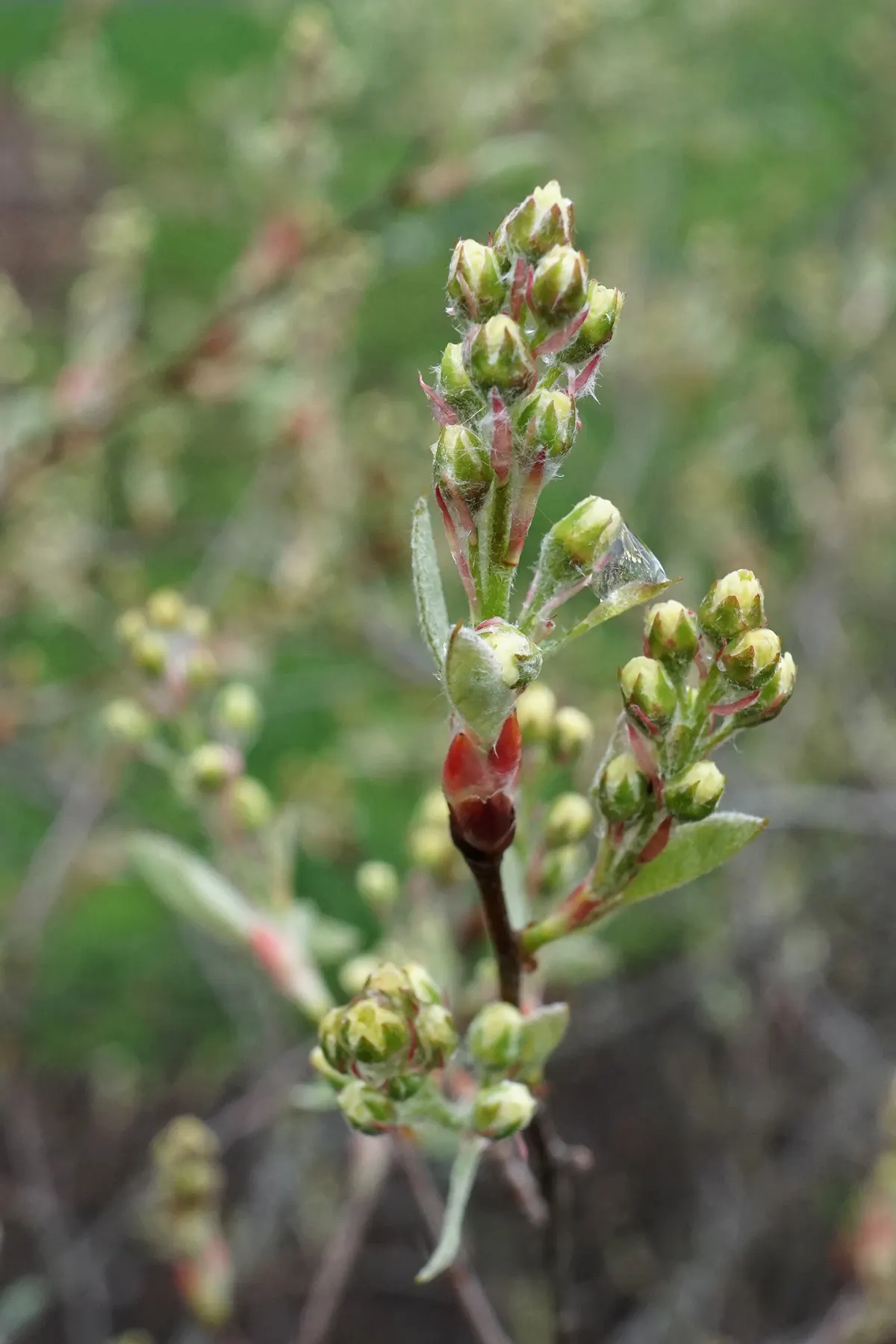 Canadian Serviceberry (Amelanchier Canadensis) — multi-stemmed shrub that gracefully enhances any landscape with its diverse seasonal interests, image 62
