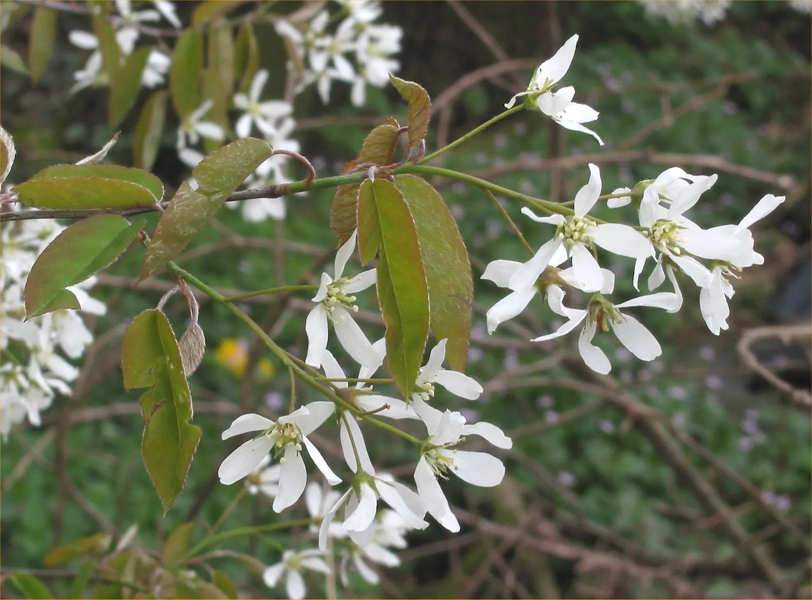 Canadian Serviceberry (Amelanchier Canadensis) — addition to their outdoor spaces; it features white, star-shaped spring blossoms, edible June berries, and