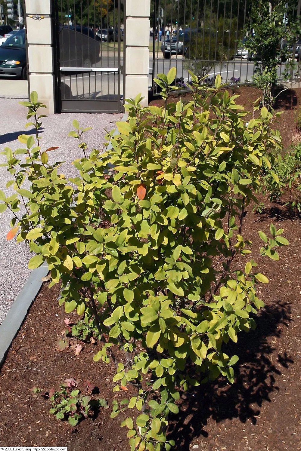 Canadian Serviceberry (Amelanchier Canadensis) — multi-stemmed shrub growing 6-20 ft tall; downy texture and a bronze tint before maturing to a, image 83