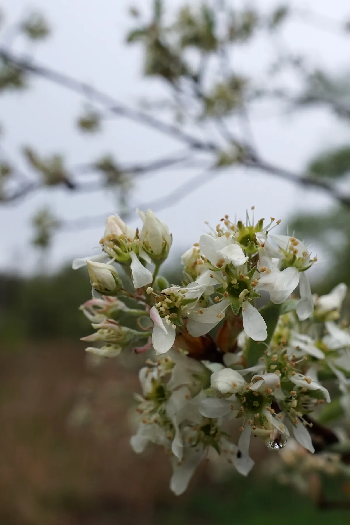 Canadian Serviceberry (Amelanchier Canadensis) — This low-maintenance native adds year-round interest, image 86