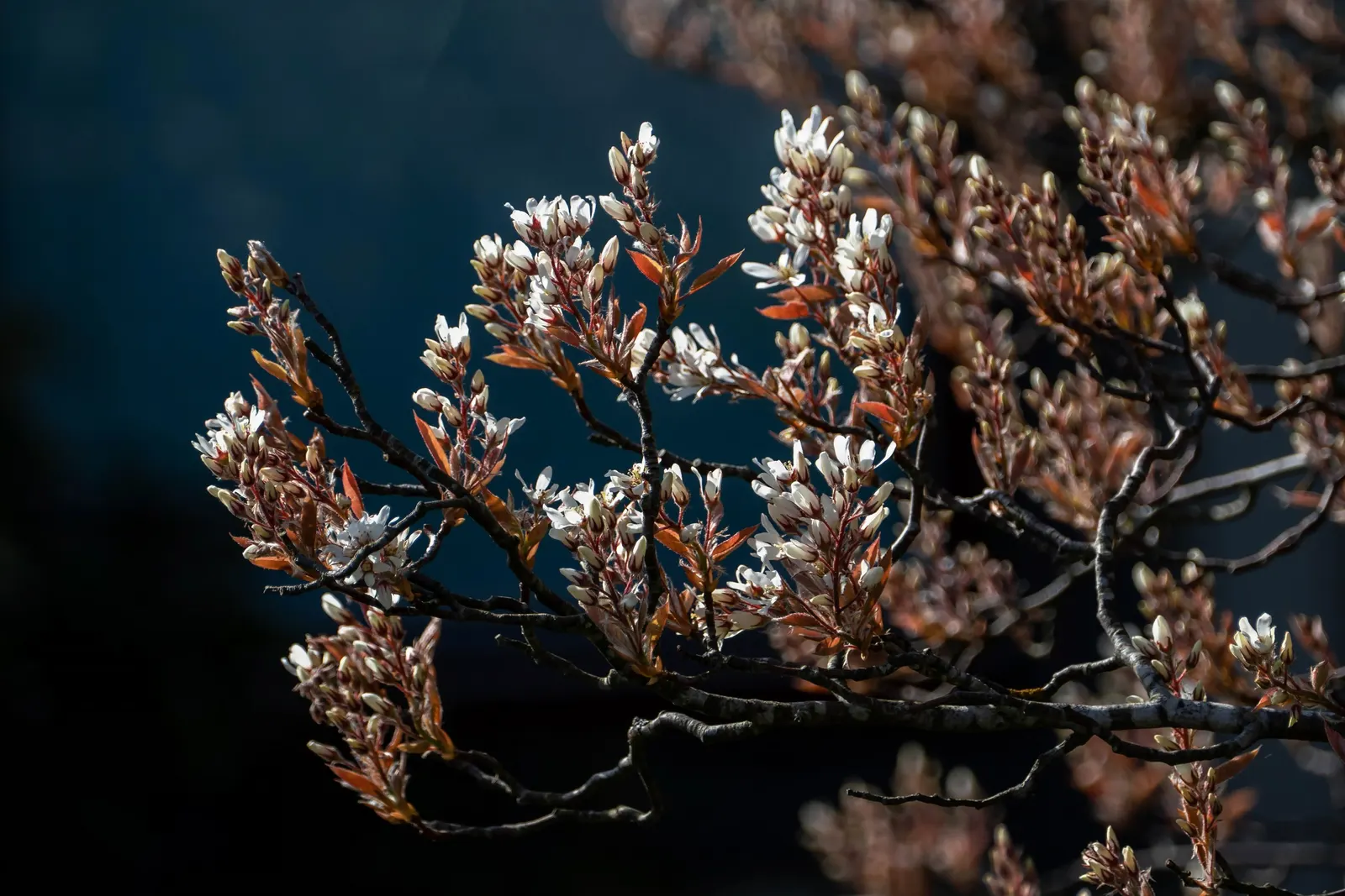 Canadian Serviceberry (Amelanchier Canadensis) — Boasting adaptability, it thrives in full sun to partial shade and tolerates various soil types; white flowers