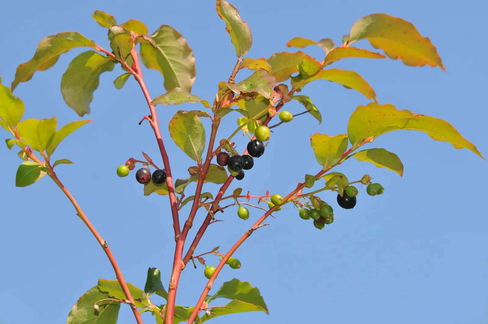 Canadian Serviceberry (Amelanchier Canadensis) — It is hardy in USDA zones 4 through 8, making it a resilient choice for many landscapes; multi-stemmed shrub