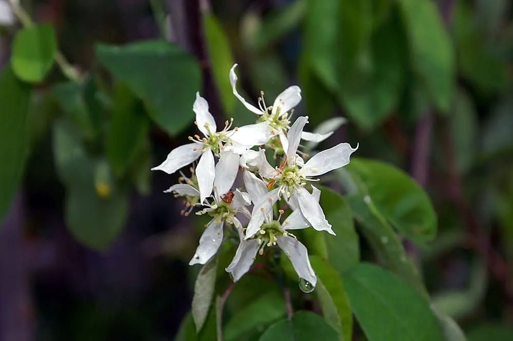 Canadian Serviceberry (Amelanchier Canadensis) — canadensis prefers moist, well-drained soil and full sun to partial shade conditions; adding to its appeal for