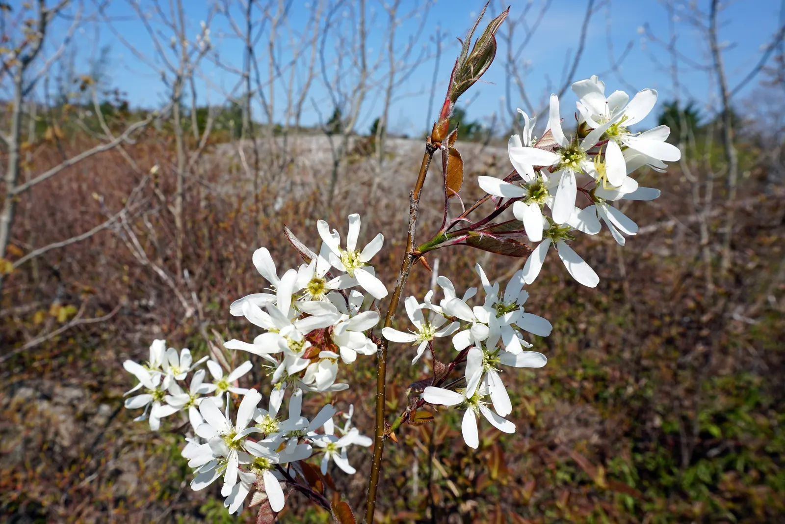 Canadian Serviceberry (Amelanchier Canadensis) — commonly referred to as the Canadian Serviceberry or Shadblow Serviceberry; canadensis prefers, image 88