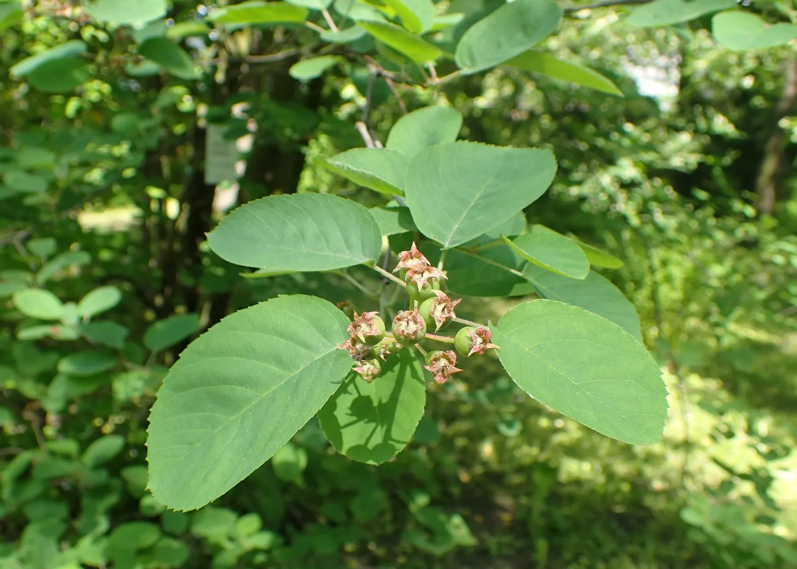 Canadian Serviceberry (Amelanchier Canadensis) — canadensis are elliptical with fine-toothed margins