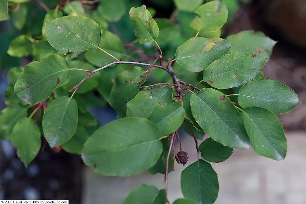 Canadian Serviceberry (Amelanchier Canadensis) — yet aesthetically charming, image 50