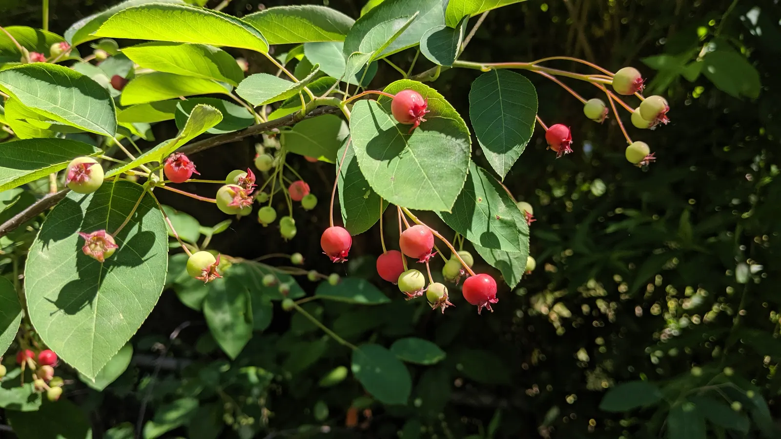 Canadian Serviceberry (Amelanchier Canadensis) — The berries are a favorite of birds and can be harvested for jams