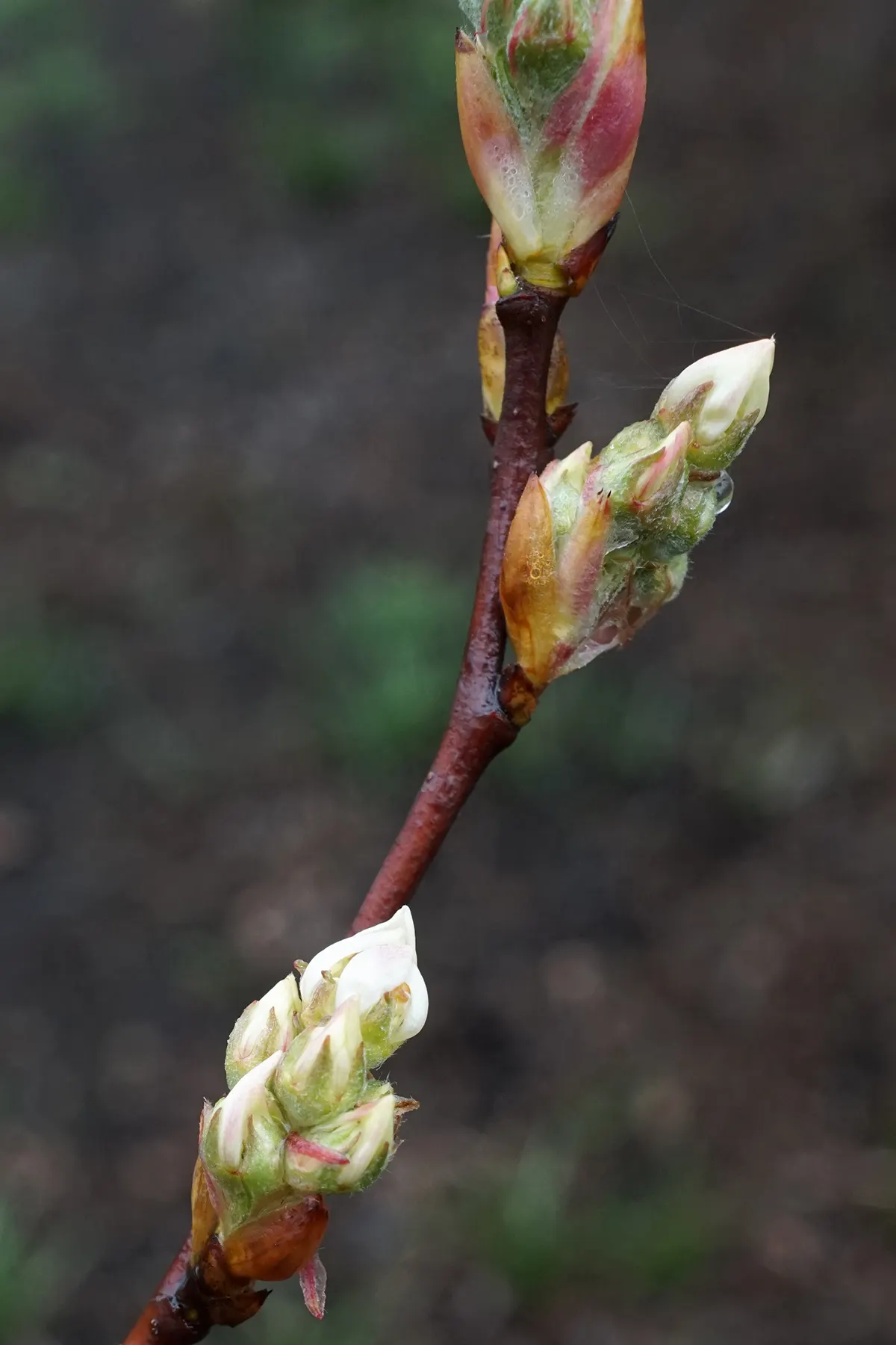 Canadian Serviceberry (Amelanchier Canadensis) — the foliage undergoes a striking transformation into vibrant shades of yellow to red; shrub / tree for full or