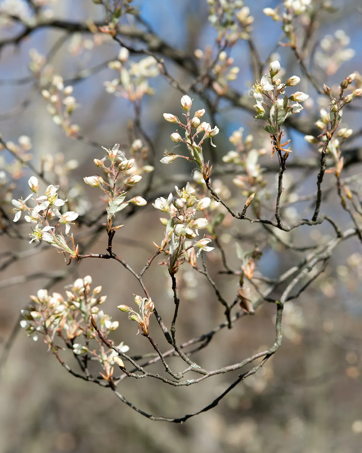 Canadian Serviceberry (Amelanchier Canadensis) — multi-stemmed shrub that gracefully enhances any landscape with its diverse seasonal interests; shrub / tree