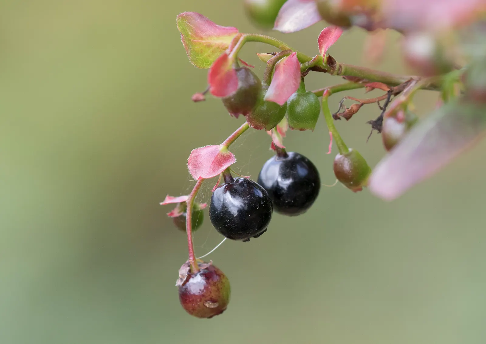 Canadian Serviceberry (Amelanchier Canadensis) — It is hardy in USDA zones 4 through 8, making it a resilient choice for many landscapes, image 74