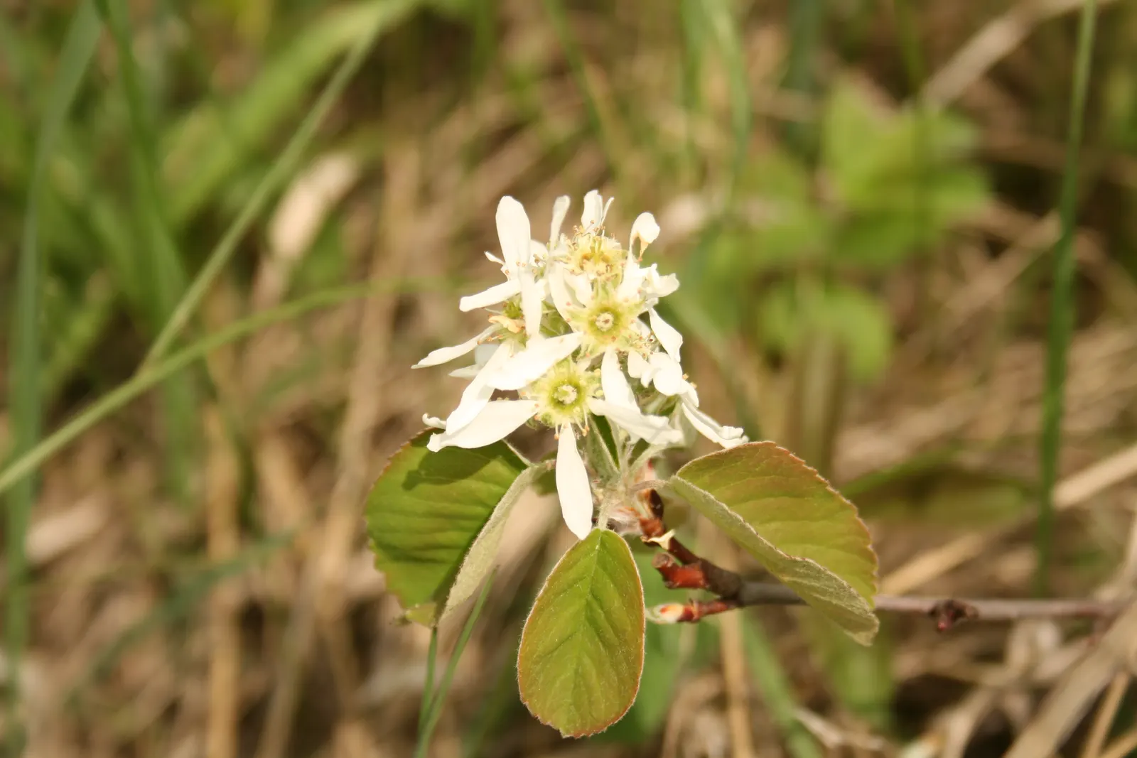 Canadian Serviceberry (Amelanchier Canadensis) — commonly called the Canadian Serviceberry; boasting adaptability, it thrives in full sun to, image 82