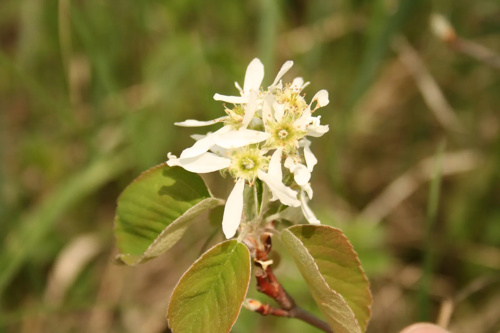 Canadian Serviceberry (Amelanchier Canadensis) — canadensis are elliptical with fine-toothed margins; white flowers that dangle in clusters, image 91