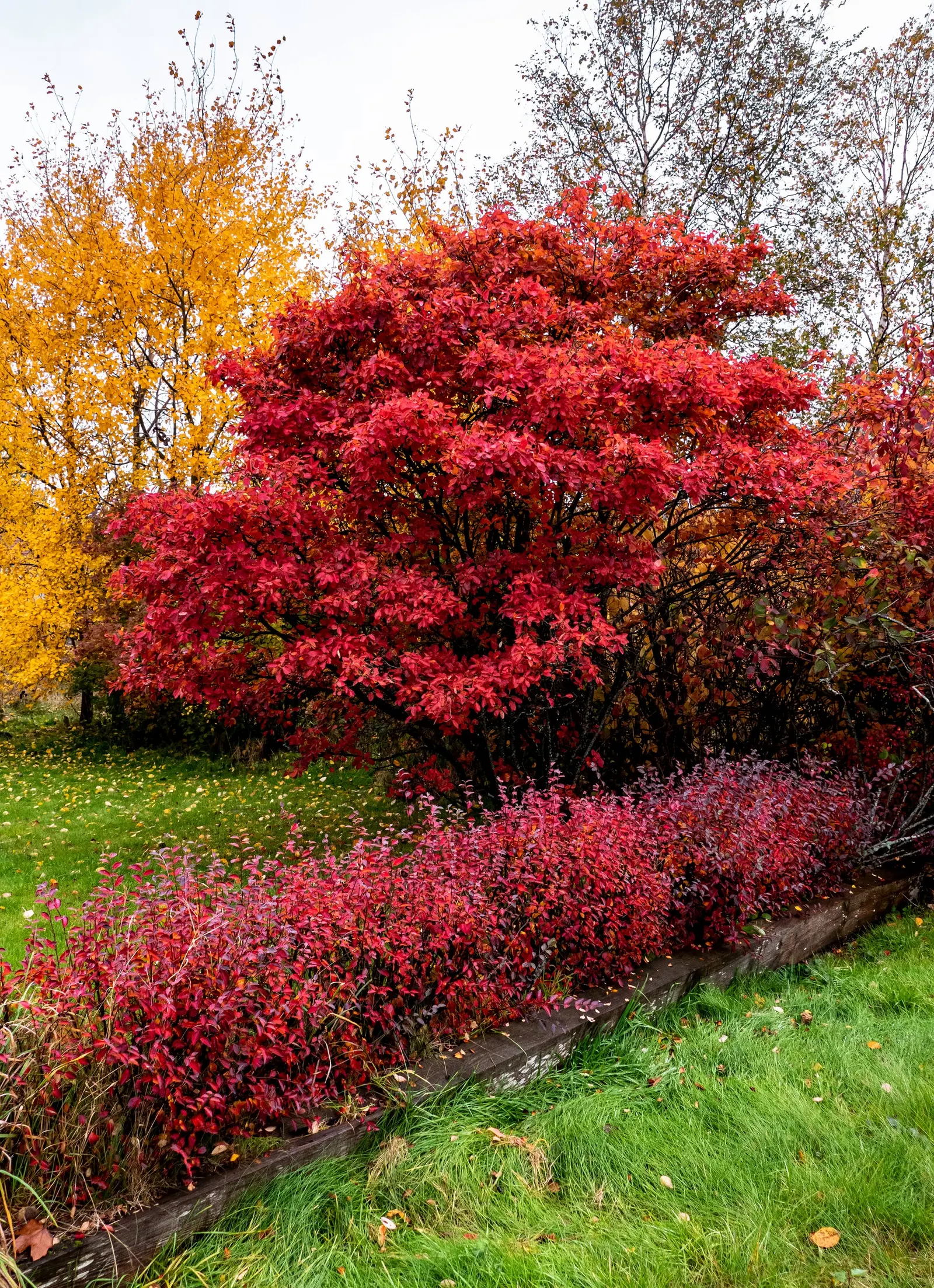 Canadian Serviceberry (Amelanchier Canadensis) — multi-stemmed shrub that gracefully enhances any landscape with its diverse seasonal interests
