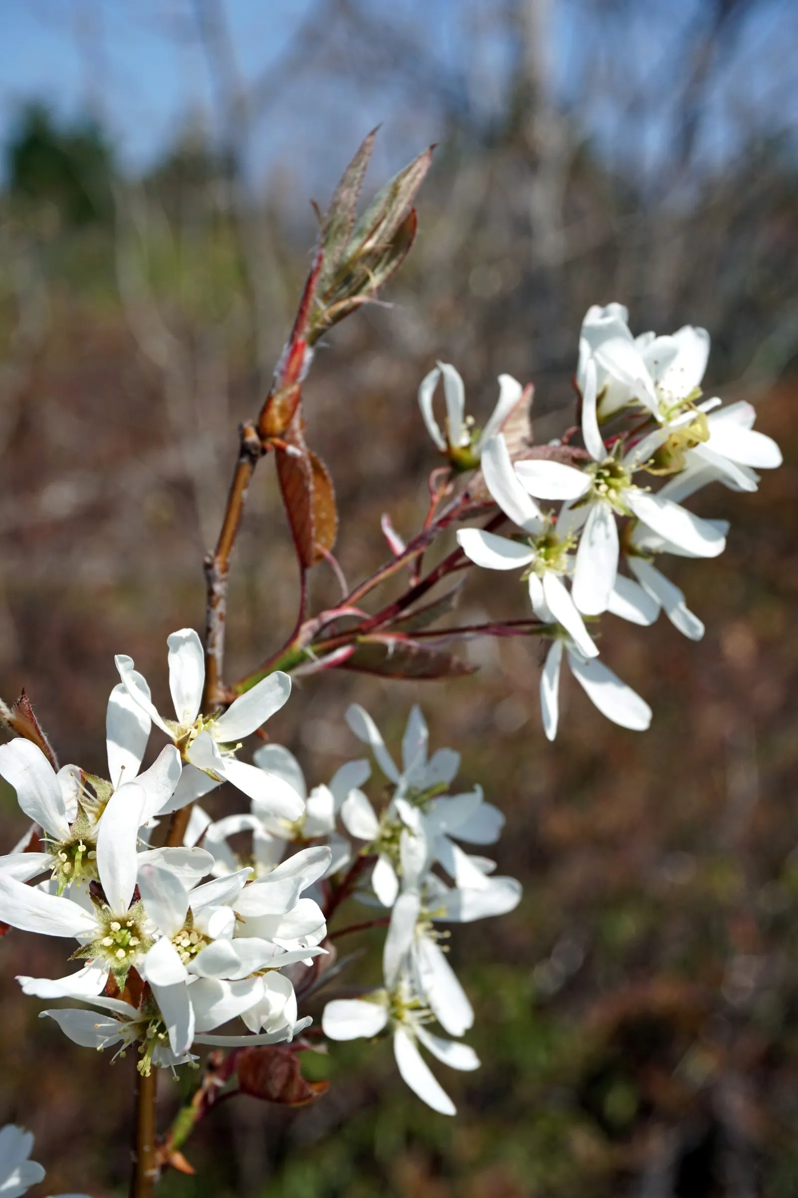 Canadian Serviceberry (Amelanchier Canadensis) — It typically reaches a mature height of 15 to 25 feet with a similar spread; making it an, image 90