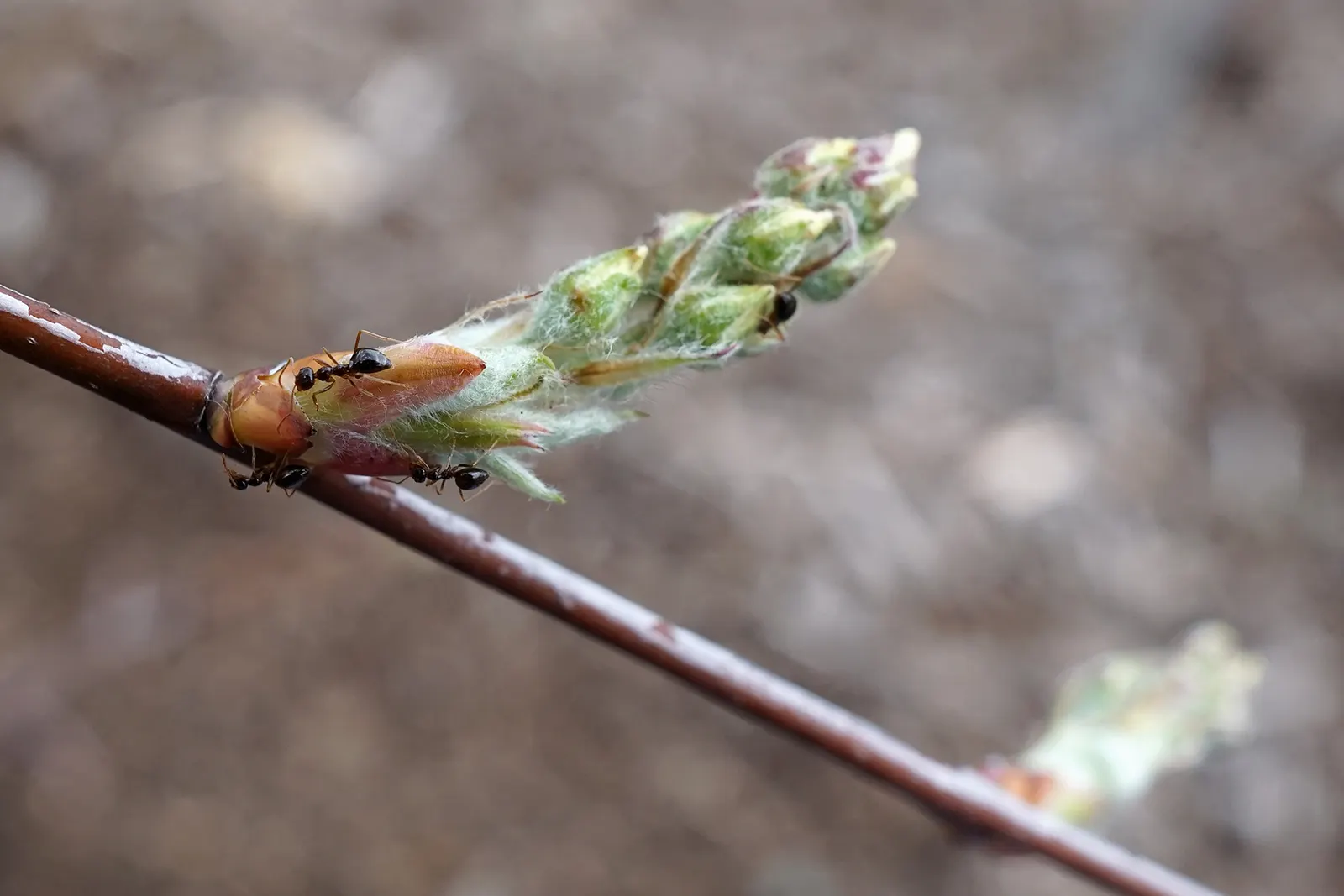 Canadian Serviceberry (Amelanchier Canadensis) — canadensis prefers moist, well-drained soil and full sun to partial shade conditions