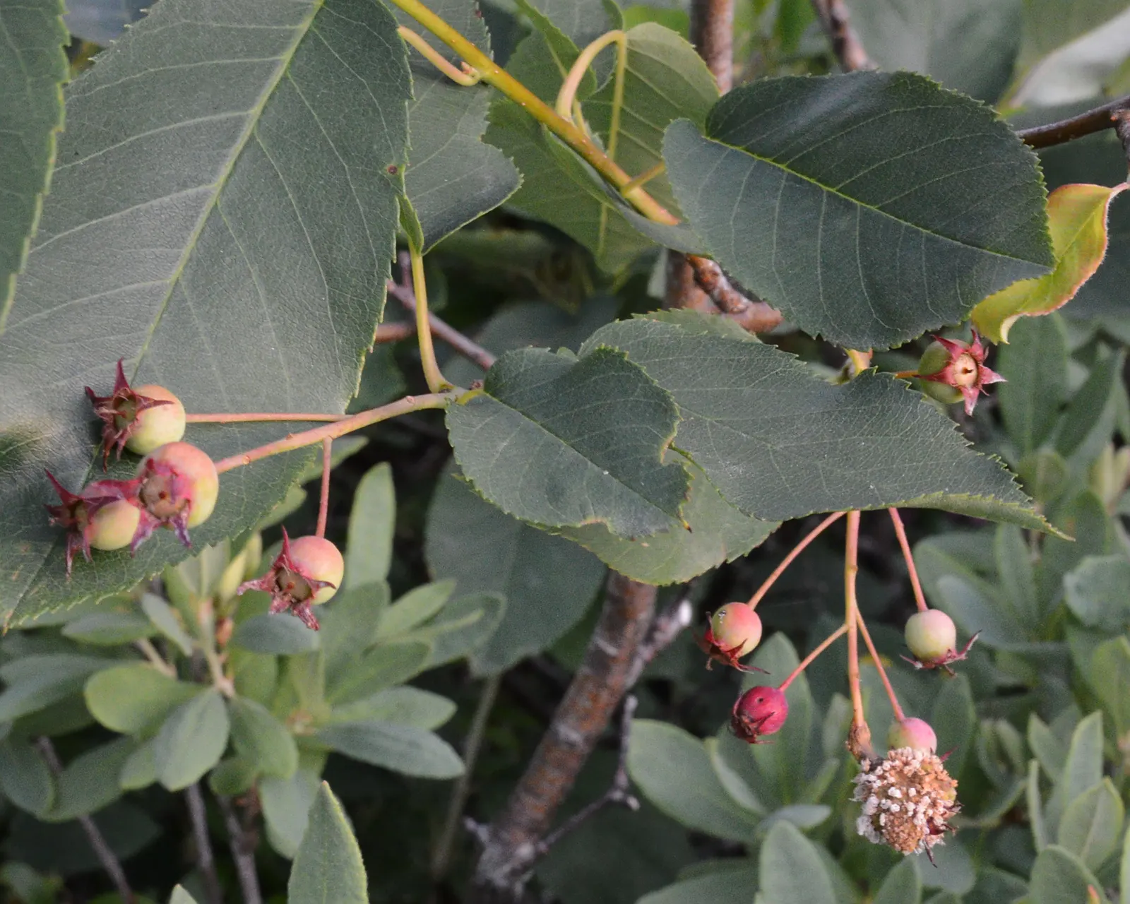 Canadian Serviceberry (Amelanchier Canadensis) — attracting pollinators and providing an early source of nectar