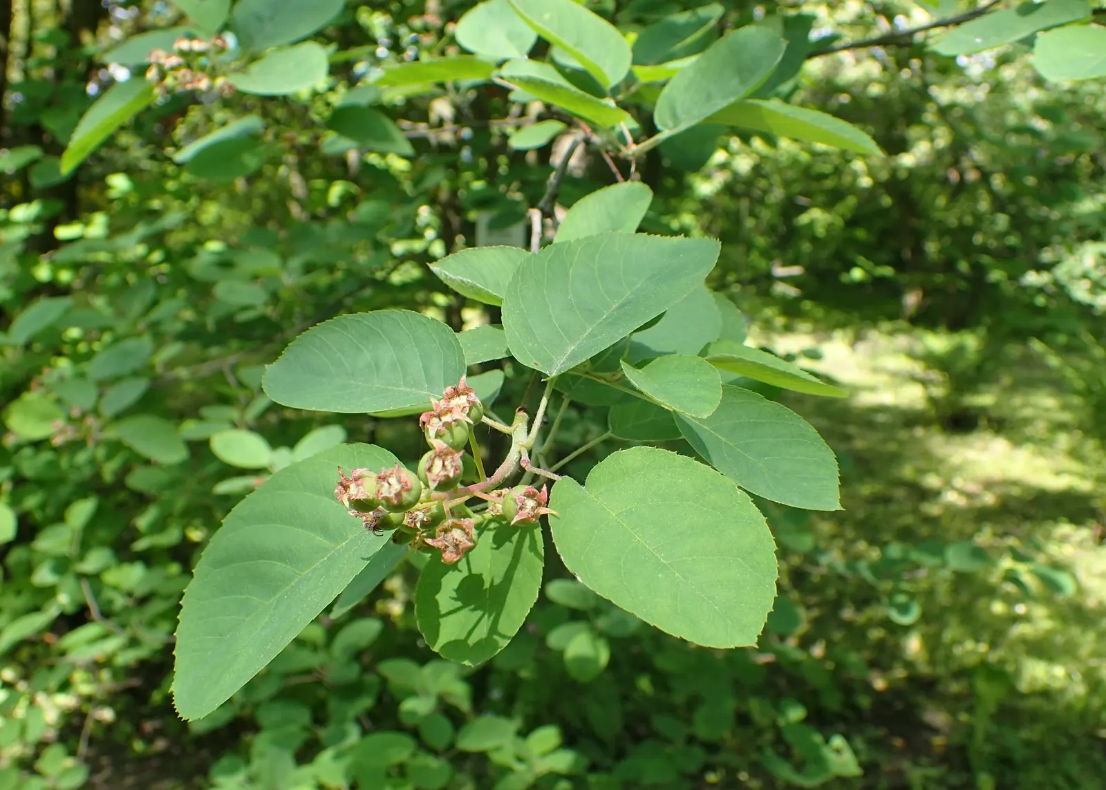 Canadian Serviceberry (Amelanchier Canadensis) — white flowers that dangle in clusters