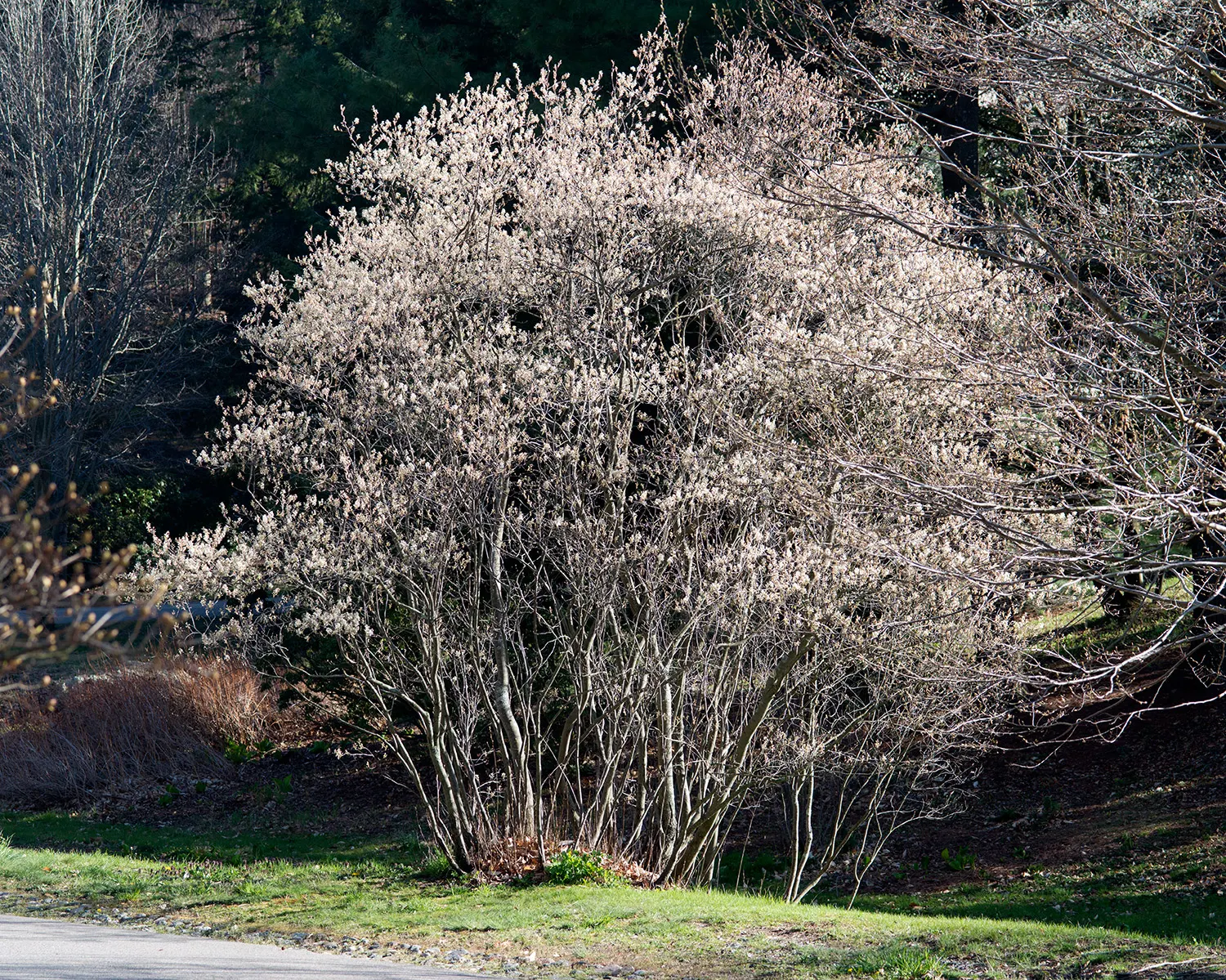 Canadian Serviceberry (Amelanchier Canadensis) — shrub / tree with white blooms