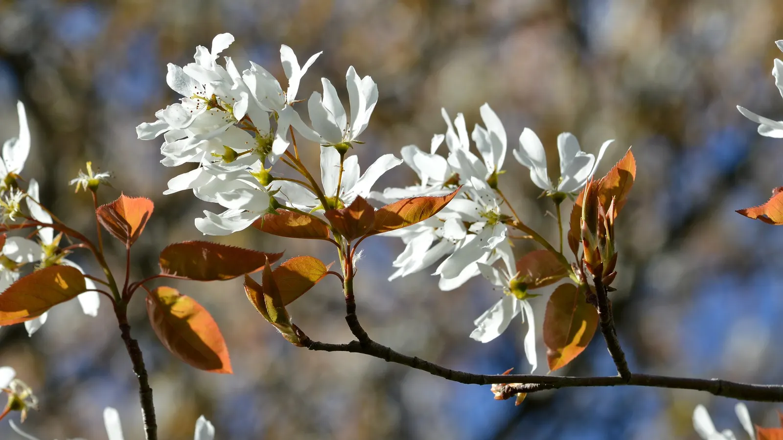 Canadian Serviceberry (Amelanchier Canadensis) — addition to their outdoor spaces