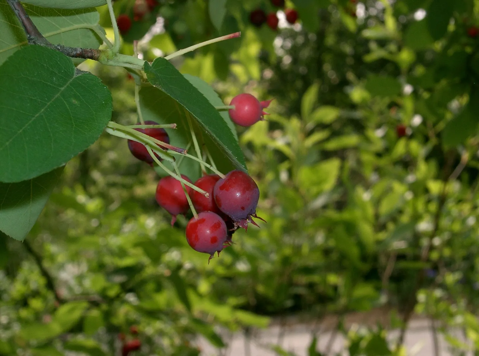 Canadian Serviceberry (Amelanchier Canadensis) — commonly referred to as the Canadian Serviceberry or Shadblow Serviceberry; canadensis prefers moist