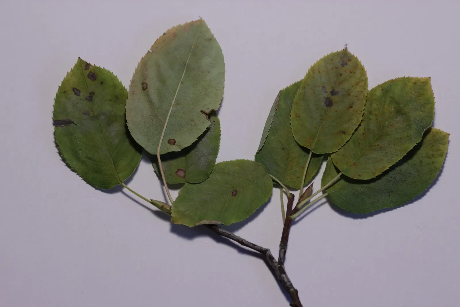 Canadian Serviceberry (Amelanchier Canadensis) — canadensis are elliptical with fine-toothed margins; white flowers that dangle in clusters
