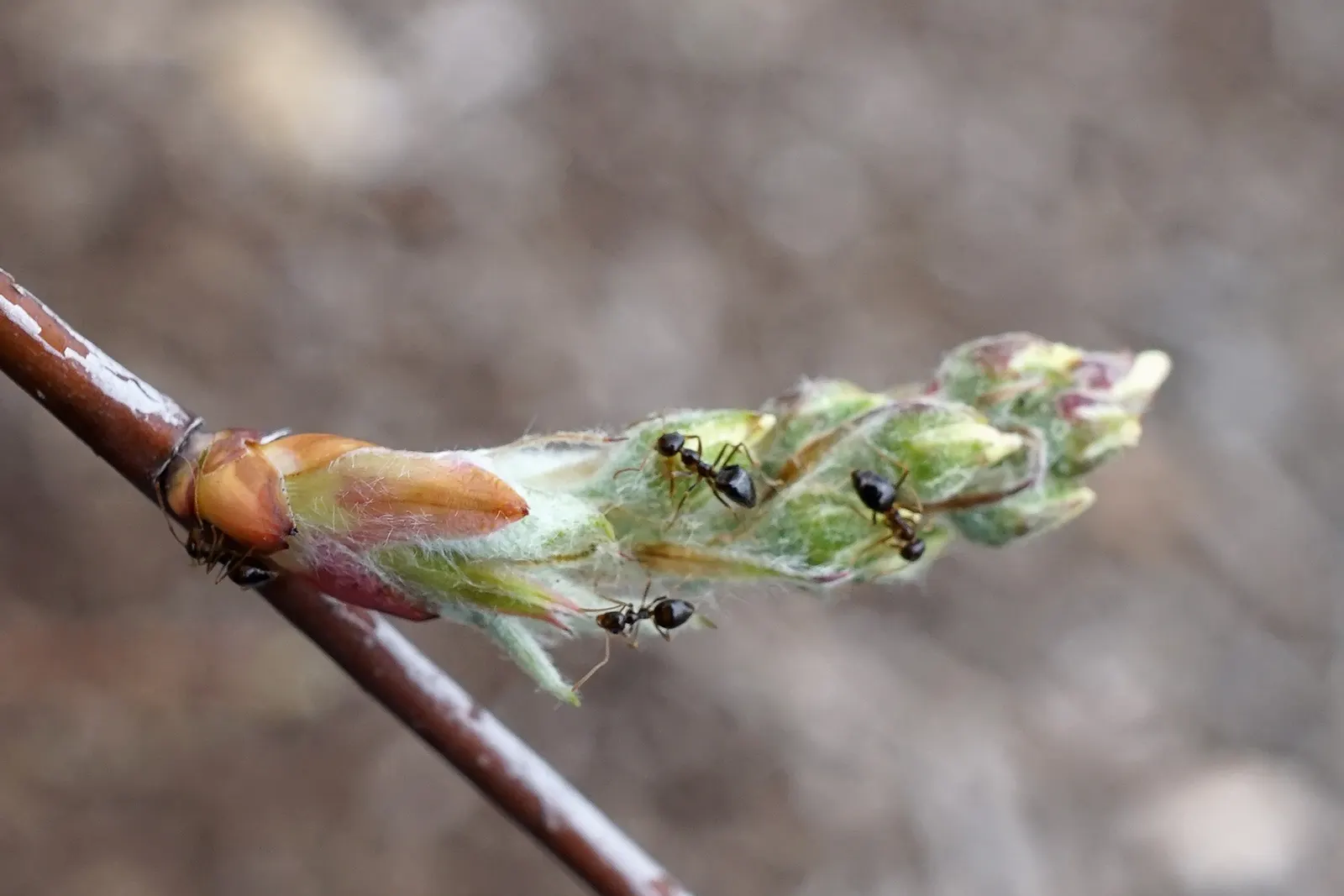 Canadian Serviceberry (Amelanchier Canadensis) — commonly called the Canadian Serviceberry; boasting adaptability, it thrives in full sun to partial shade and