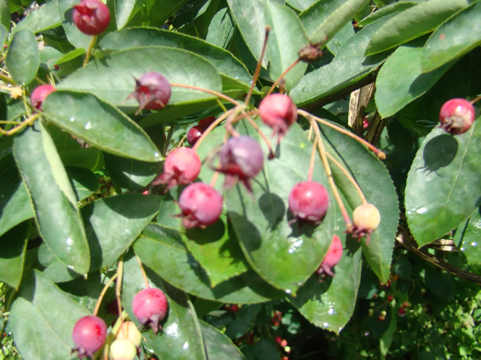 Canadian Serviceberry (Amelanchier Canadensis) — adding to its appeal for both designers and homeowners seeking a low-care; purple-black berries, image 76