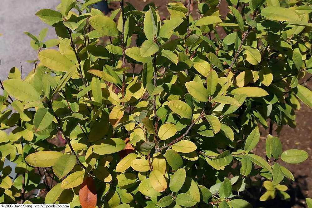 Canadian Serviceberry (Amelanchier Canadensis) — multi-stemmed shrub growing 6-20 ft tall