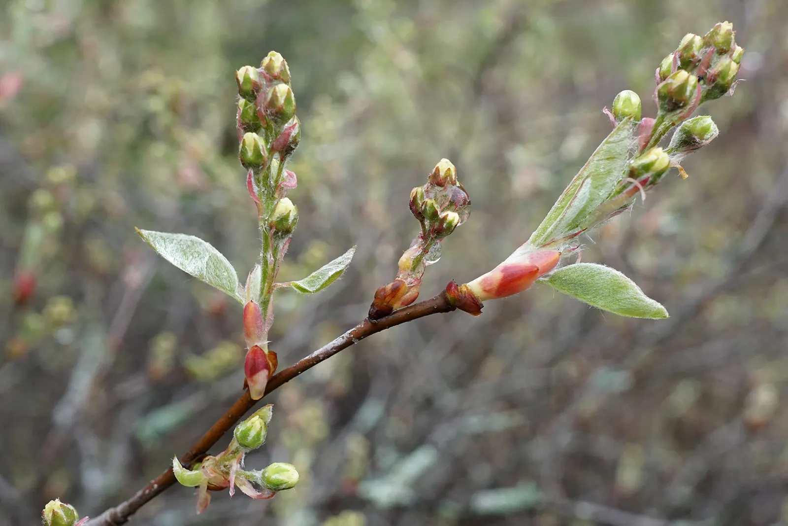 Canadian Serviceberry (Amelanchier Canadensis) — This low-maintenance native adds year-round interest