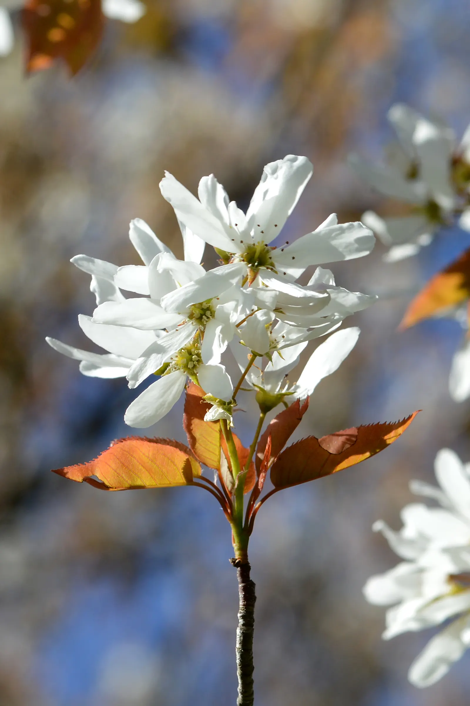 Canadian Serviceberry (Amelanchier Canadensis) — shrub / tree for full or half