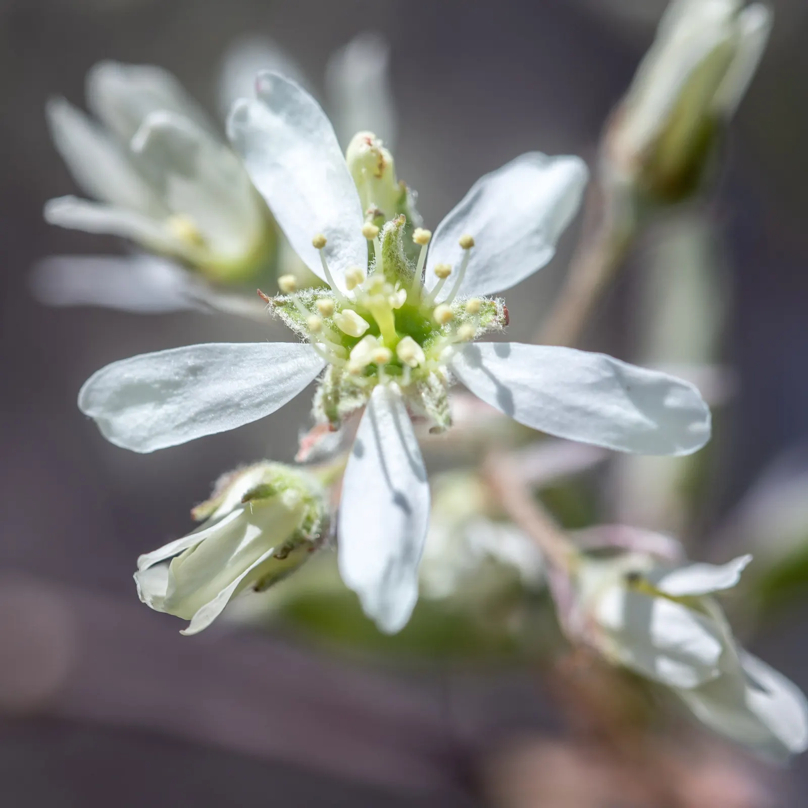 Canadian Serviceberry (Amelanchier Canadensis) — adding to its appeal for both designers and homeowners seeking a low-care