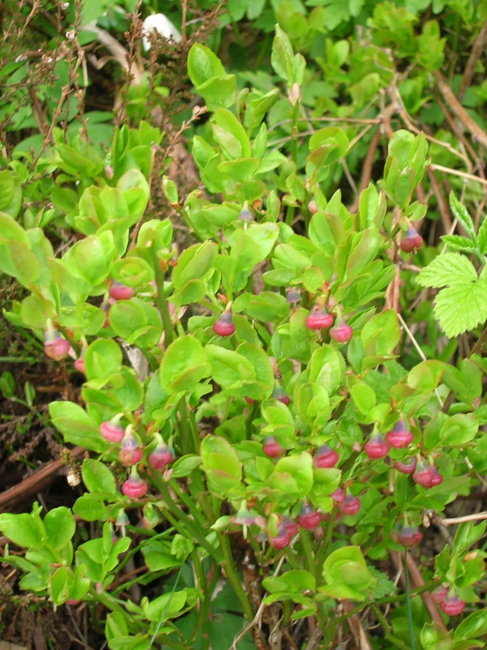 Canadian Serviceberry (Amelanchier Canadensis) — commonly referred to as the Canadian Serviceberry or Shadblow Serviceberry; canadensis prefers, image 61
