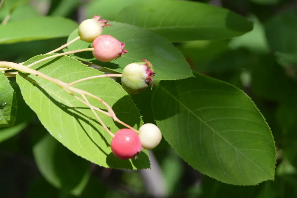 Canadian Serviceberry (Amelanchier Canadensis) — attracting pollinators and providing an early source of nectar, image 95