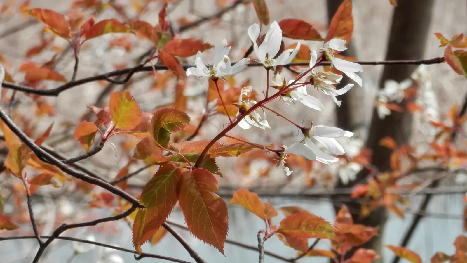 Canadian Serviceberry (Amelanchier Canadensis) — commonly called the Canadian Serviceberry