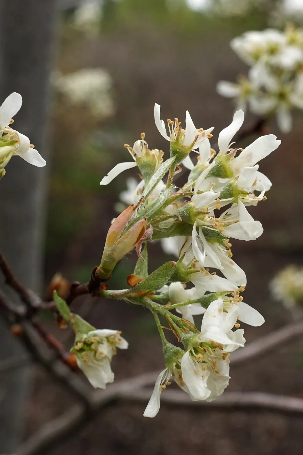 Canadian Serviceberry (Amelanchier Canadensis) — multi-stemmed shrub growing 6-20 ft tall; downy texture and a bronze tint before maturing to a, image 56
