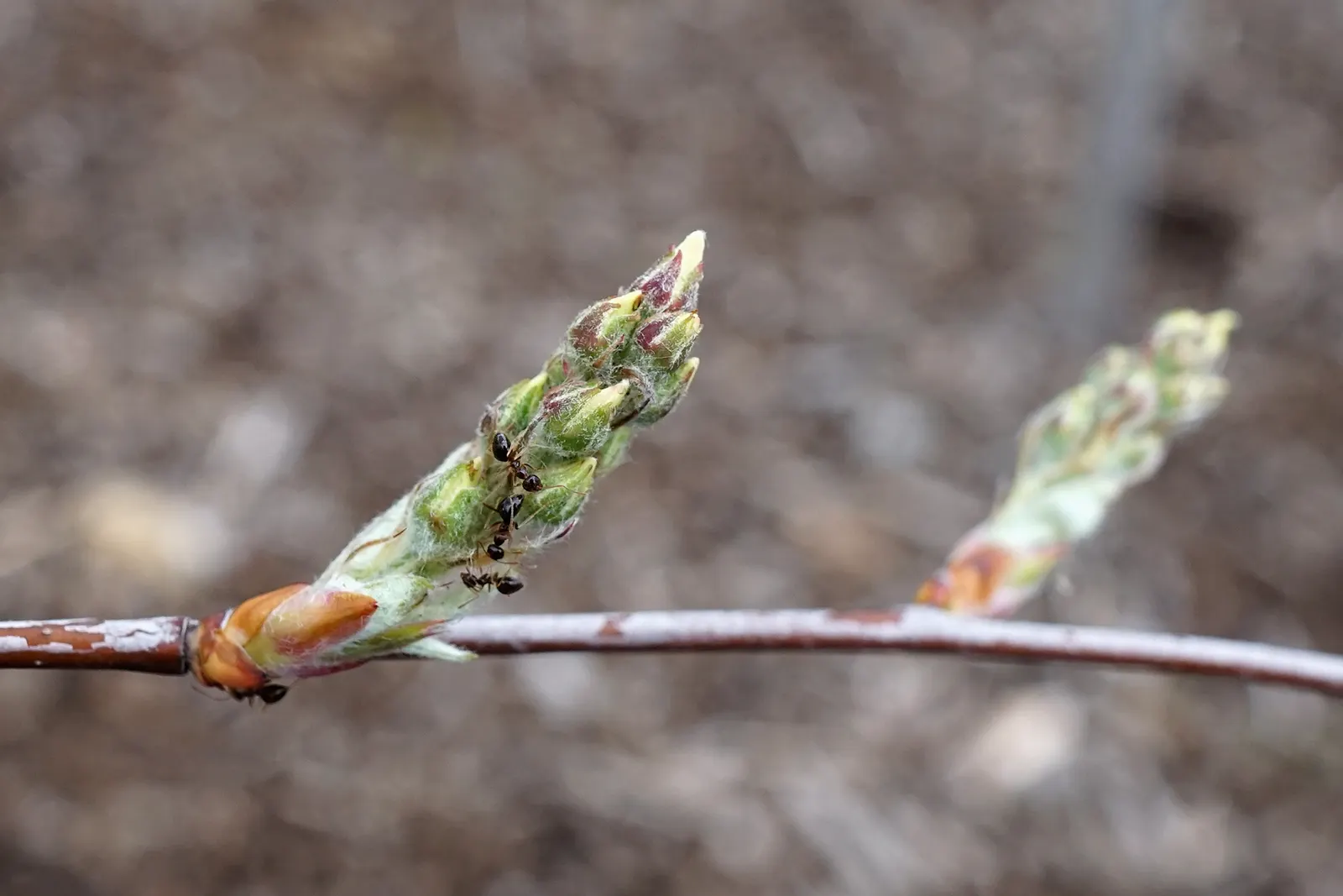 Canadian Serviceberry (Amelanchier Canadensis) — making it an excellent choice for naturalized or formal landscapes; the foliage undergoes a striking