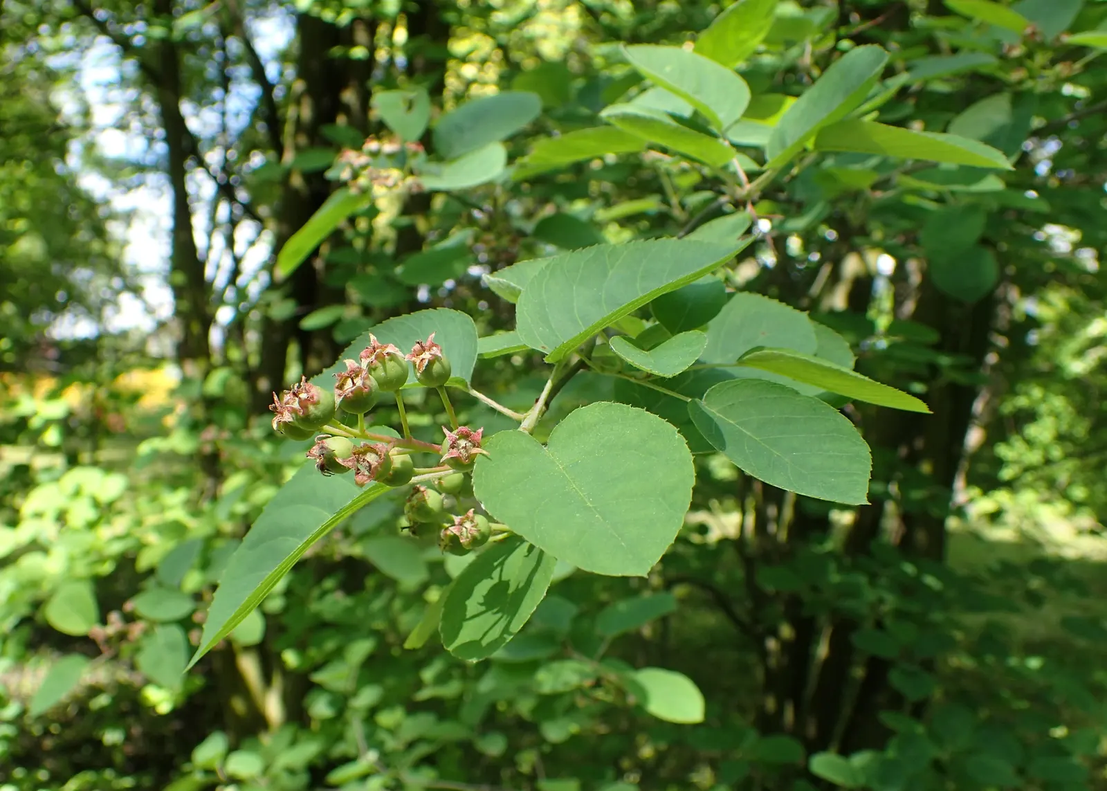 Canadian Serviceberry (Amelanchier Canadensis) — yet aesthetically charming