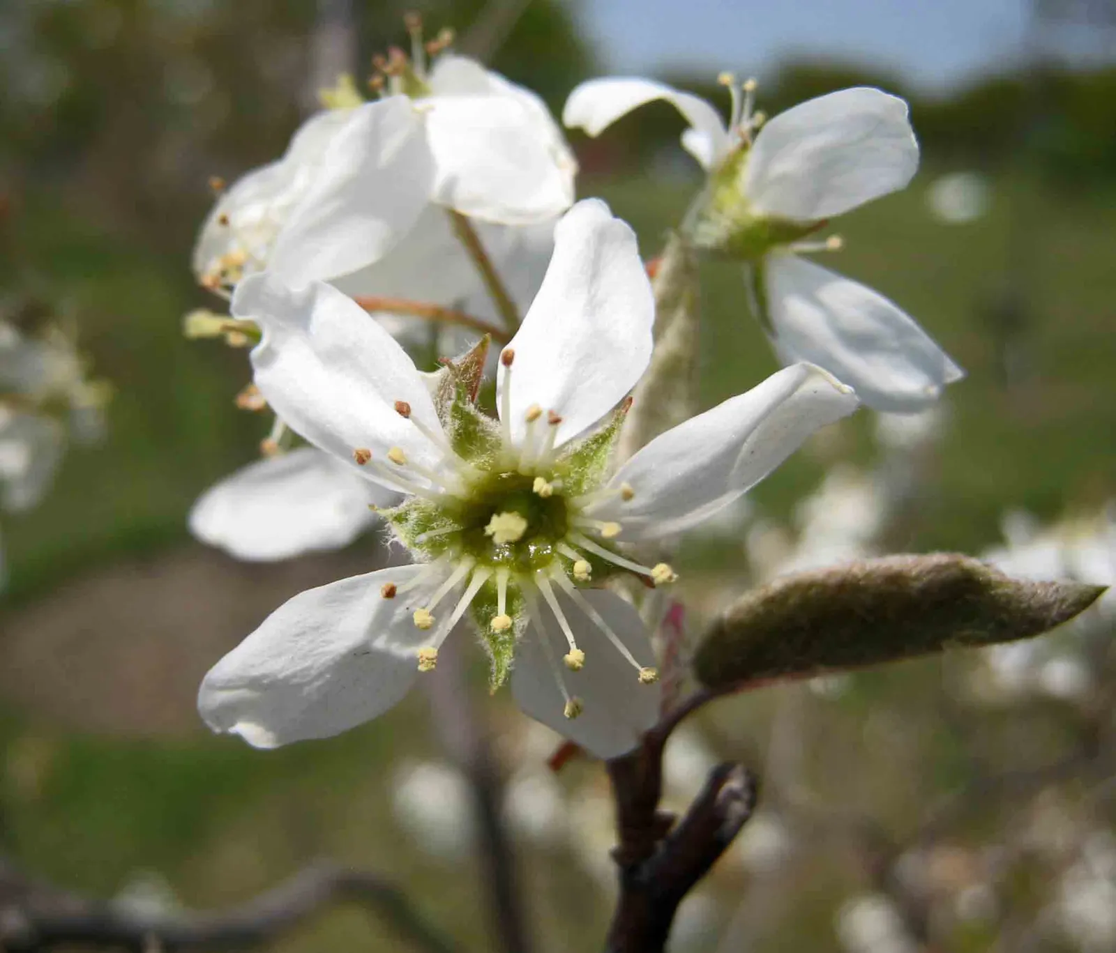 Canadian Serviceberry (Amelanchier Canadensis) — The berries are a favorite of birds and can be harvested for jams; multi-stemmed shrub that gracefully