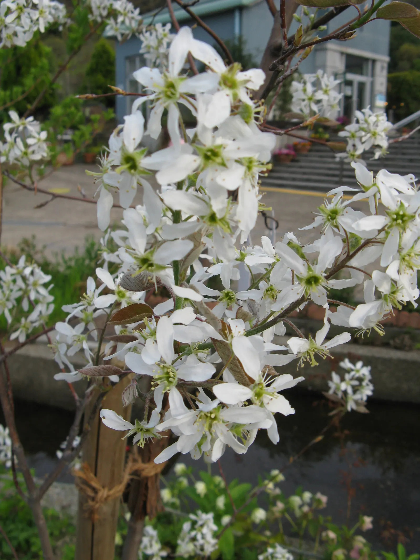 Canadian Serviceberry (Amelanchier Canadensis) — the foliage undergoes a striking transformation into vibrant shades of yellow to red