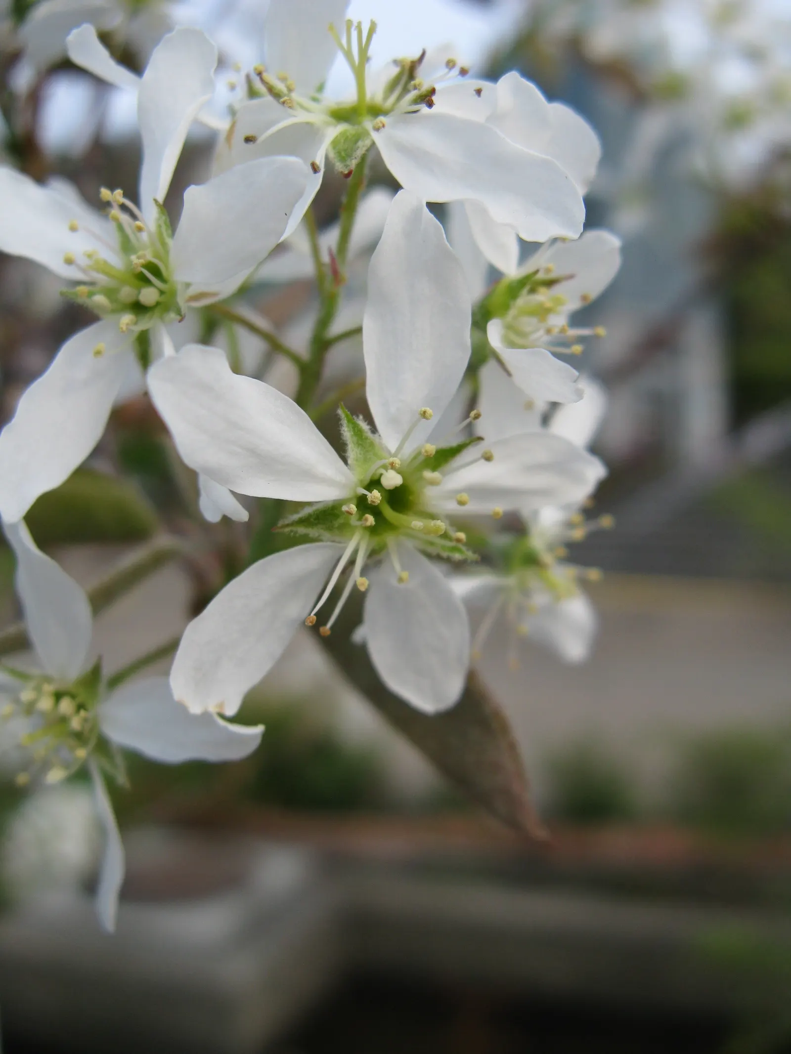 Canadian Serviceberry (Amelanchier Canadensis) — commonly referred to as the Canadian Serviceberry or Shadblow Serviceberry