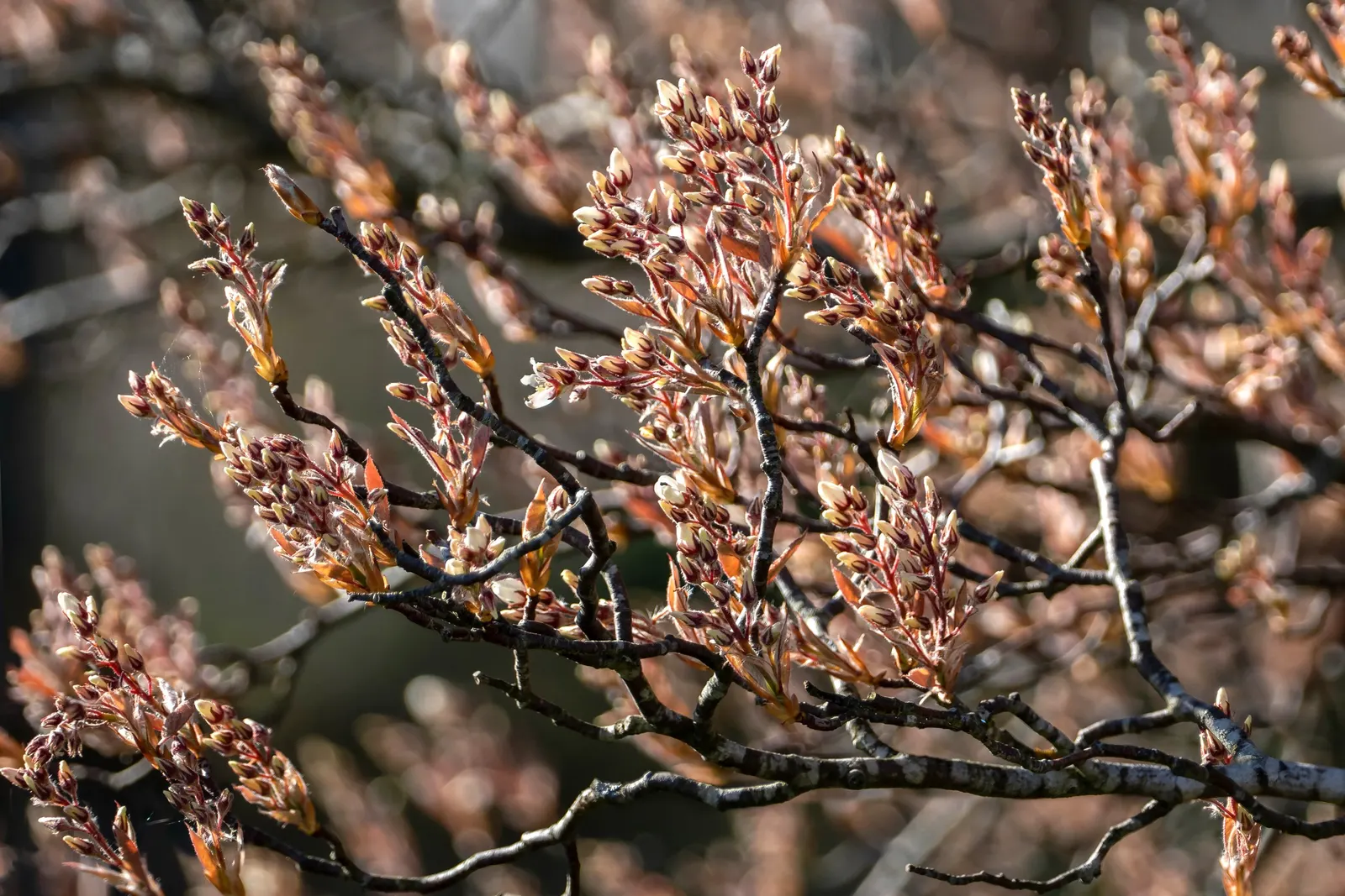 Canadian Serviceberry (Amelanchier Canadensis) — purple-black berries about 1/4 to 3/8 inches in diameter; commonly called the Canadian Serviceberry, image 70