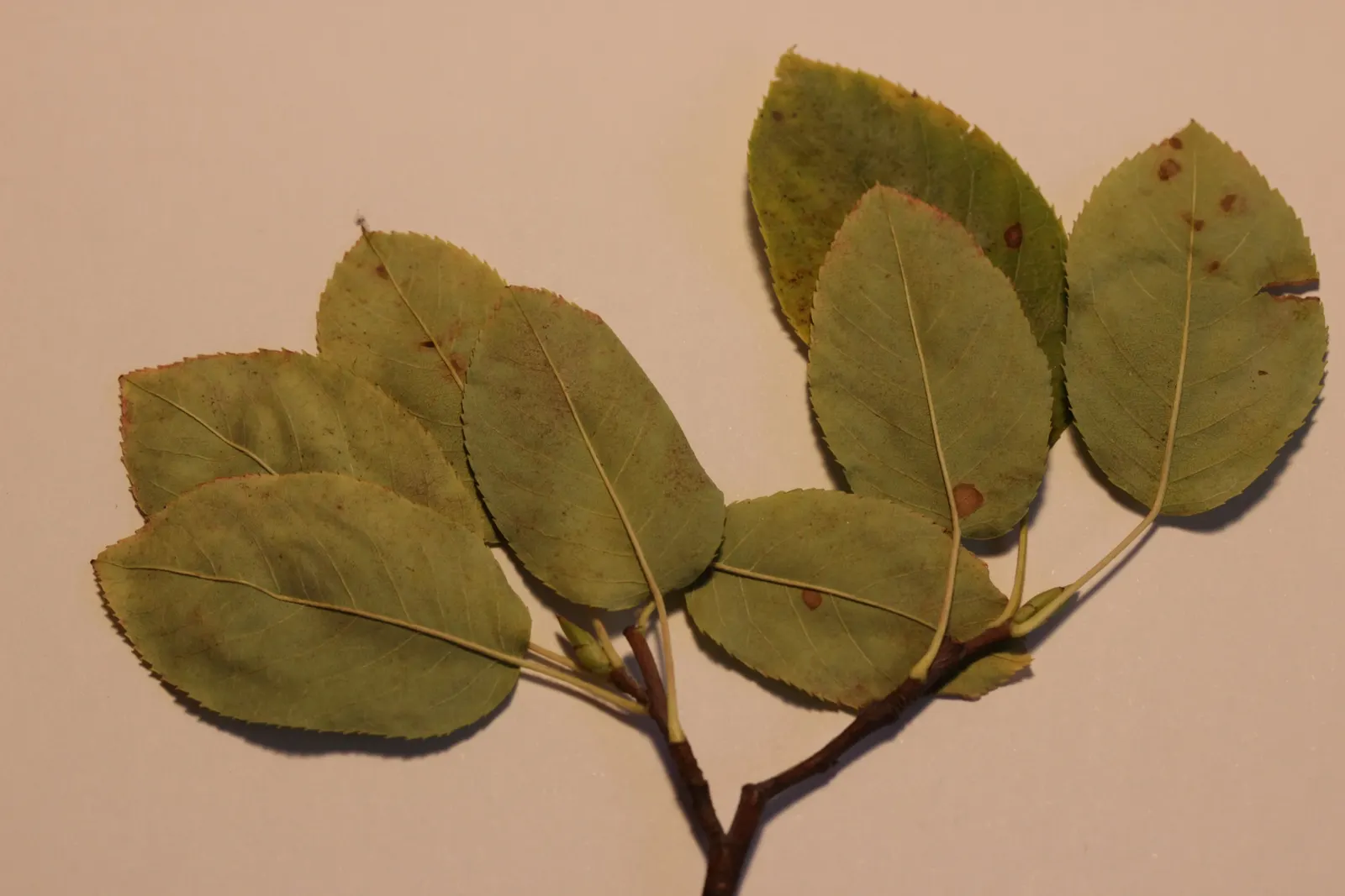 Canadian Serviceberry (Amelanchier Canadensis) — shrub / tree with white blooms; the berries are a favorite of birds and can be harvested for jams