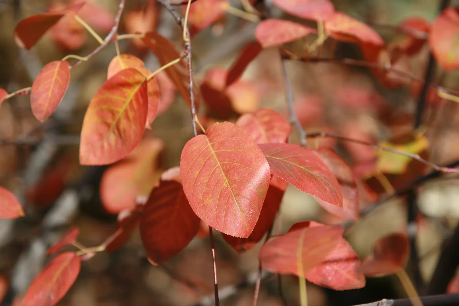 Canadian Serviceberry (Amelanchier Canadensis) — It requires minimal maintenance once established and is largely disease and pest-resistant; it, image 75