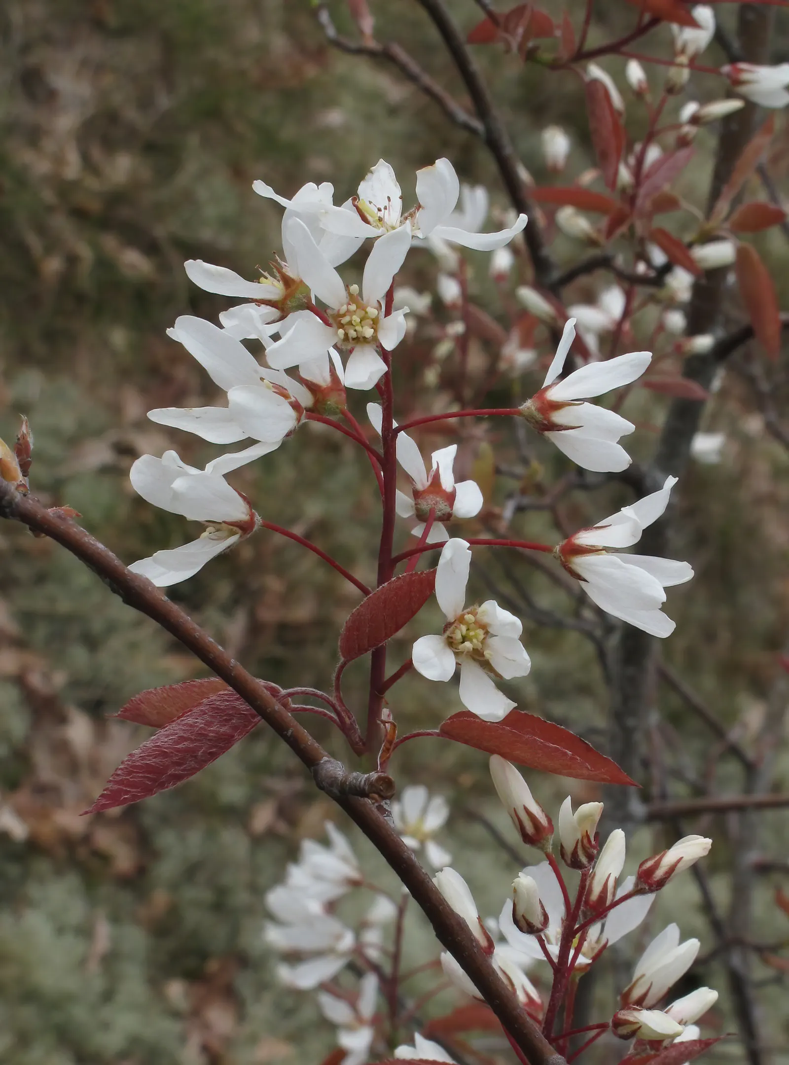 Canadian Serviceberry (Amelanchier Canadensis) — attracting pollinators and providing an early source of nectar, image 68