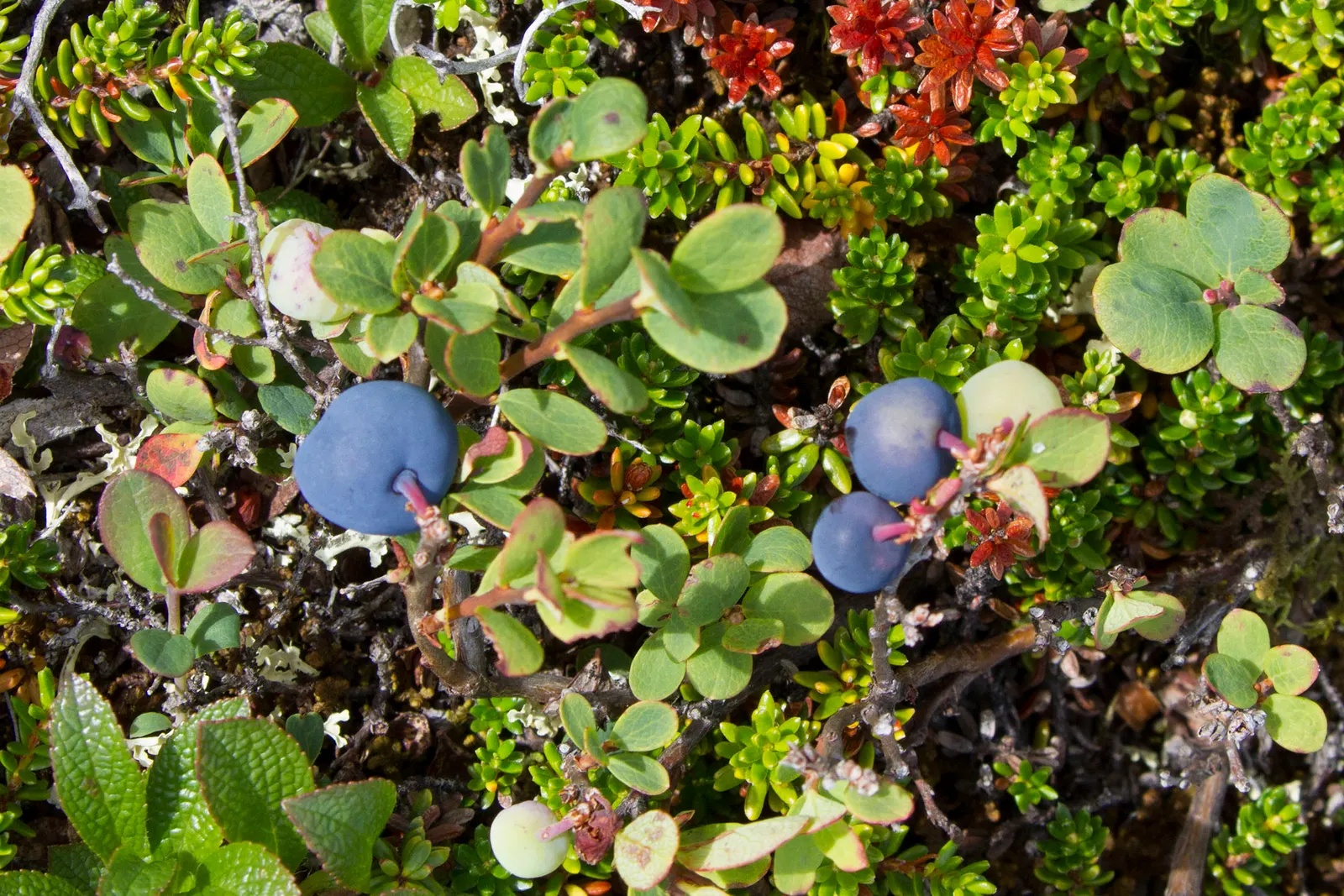 Canadian Serviceberry (Amelanchier Canadensis) — This low-maintenance native adds year-round interest, image 59