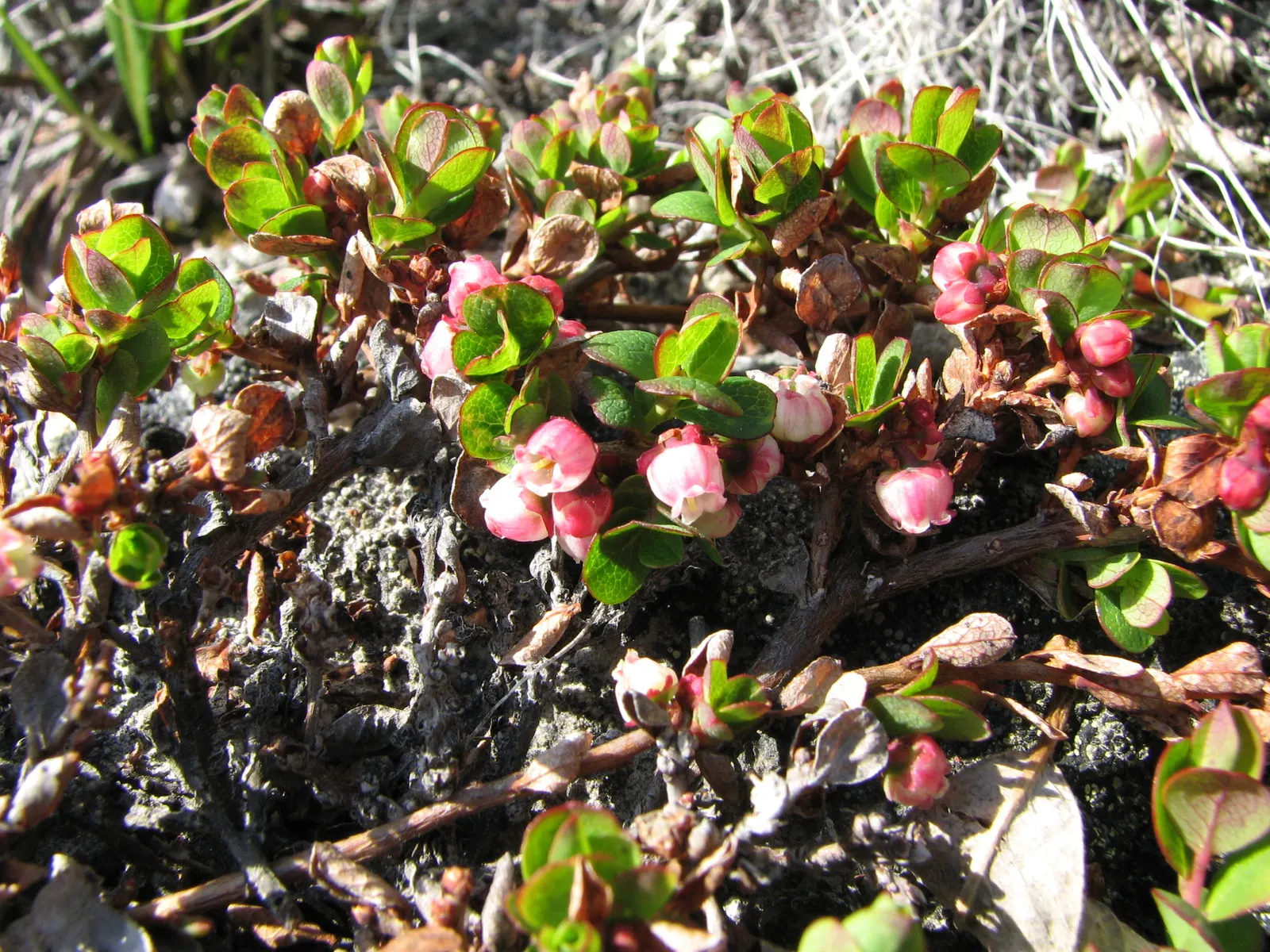 Canadian Serviceberry (Amelanchier Canadensis) — attracting pollinators and providing an early source of nectar, image 41
