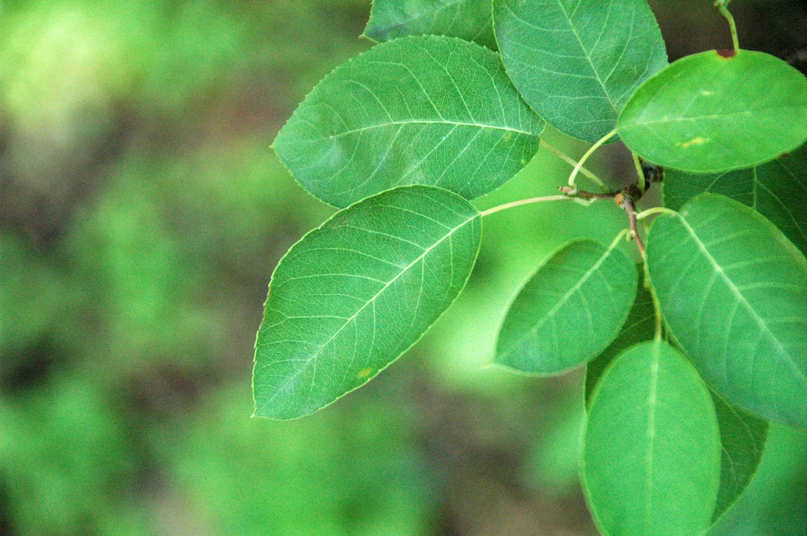 Canadian Serviceberry (Amelanchier Canadensis) — white flowers in the garden; canadensis are elliptical with fine-toothed margins