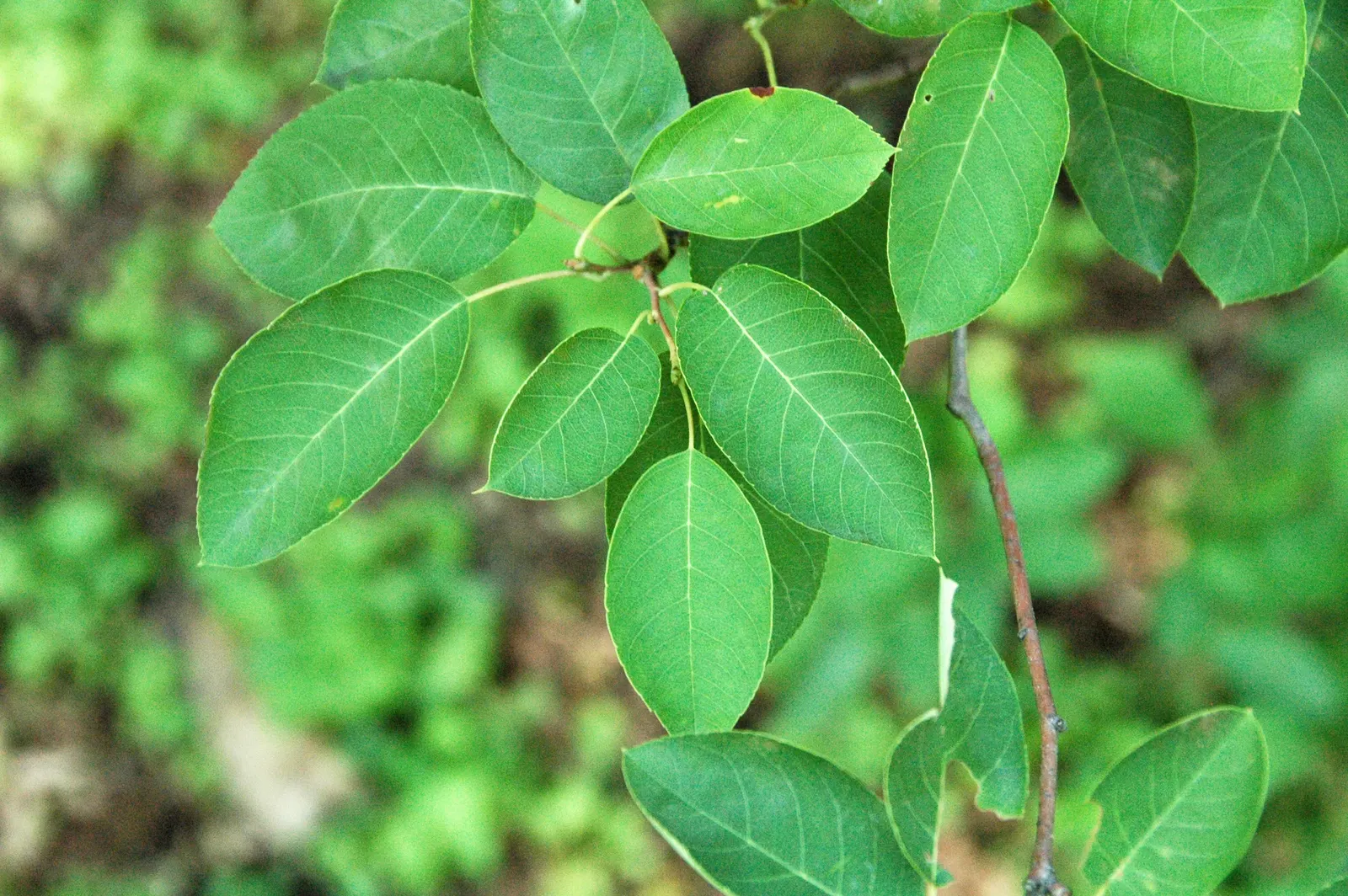 Canadian Serviceberry (Amelanchier Canadensis) — downy texture and a bronze tint before maturing to a medium green in summer; it is hardy in USDA, image 92